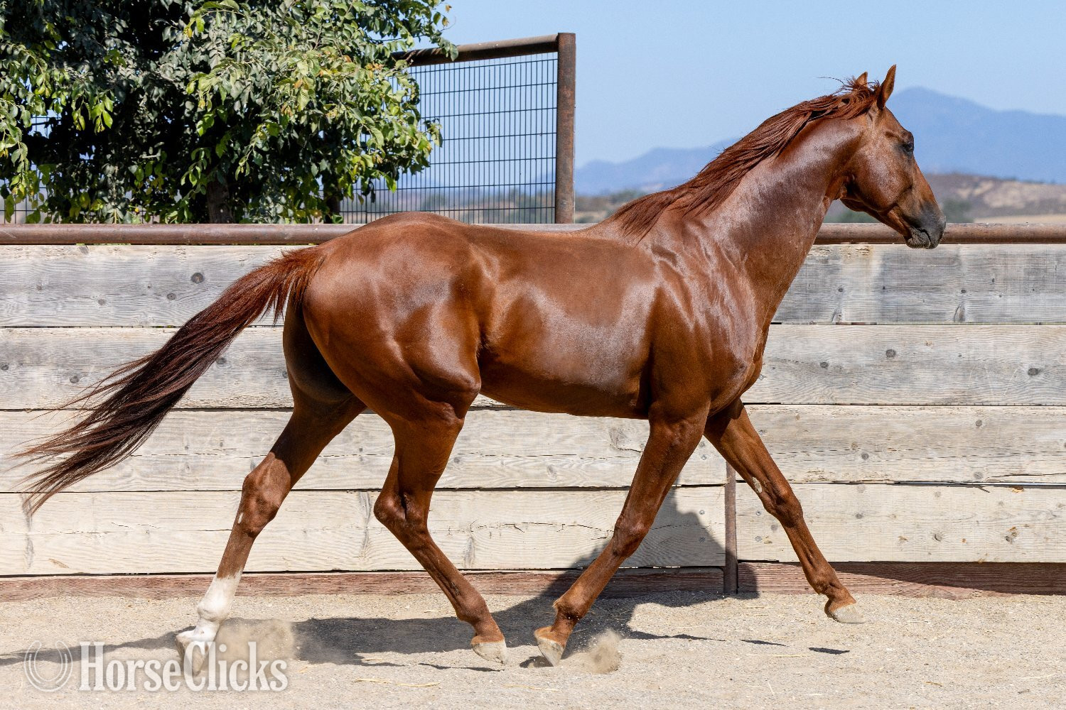 "Infinite Experience" Chestnut Stallion Thoroughbred - Thoroughbred in California