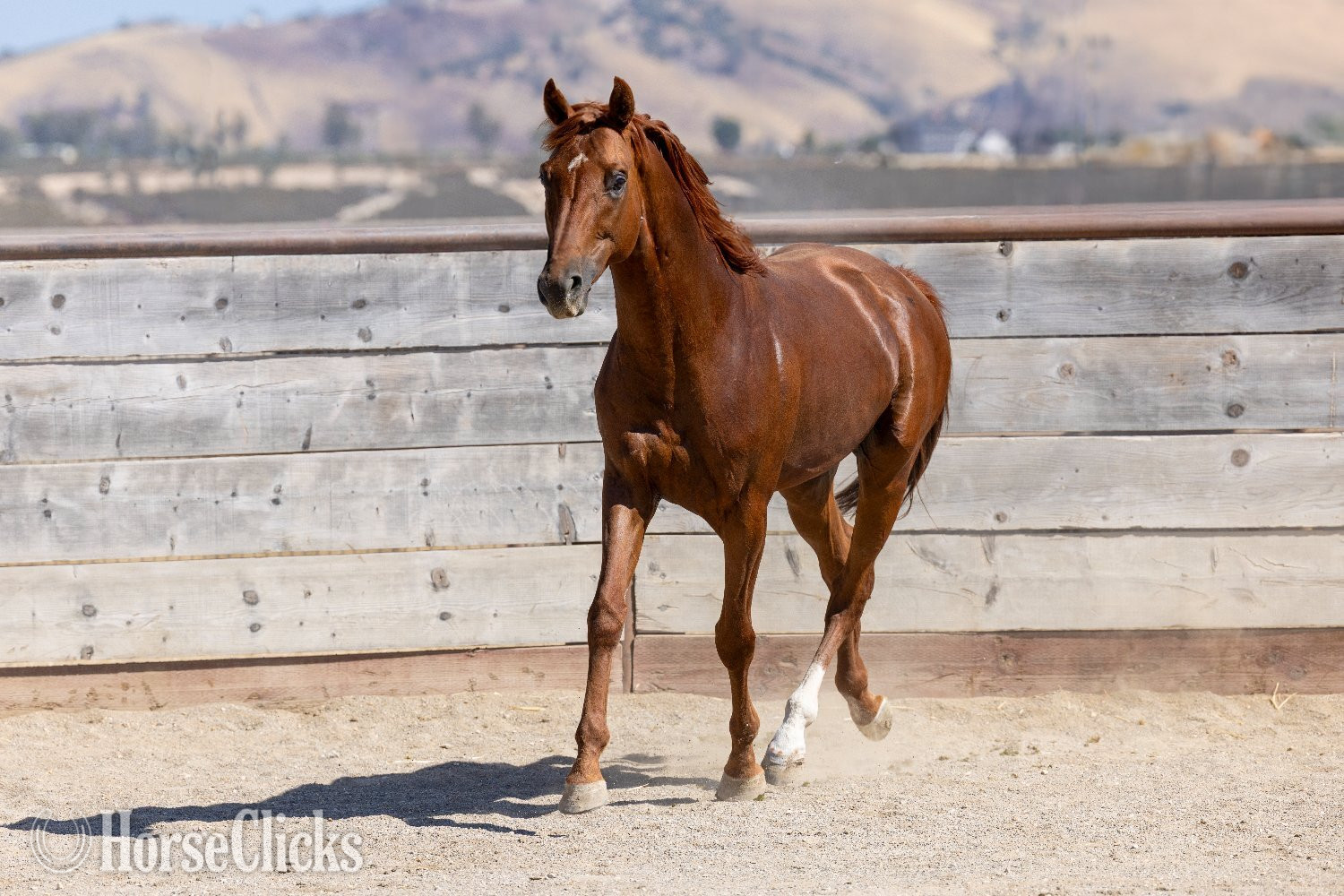 "Infinite Experience" Chestnut Stallion Thoroughbred - Thoroughbred