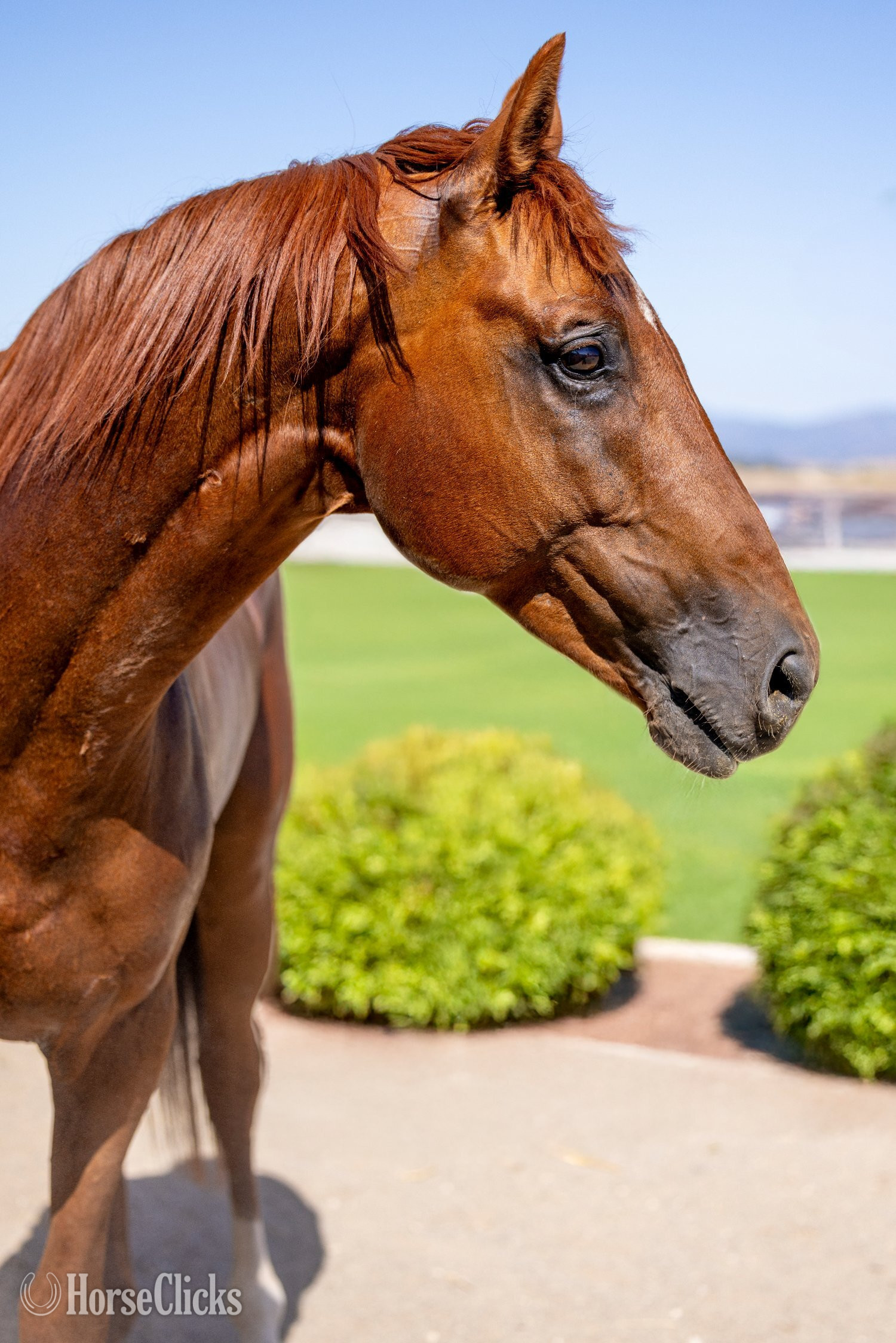 "Infinite Experience" Chestnut Stallion Thoroughbred California
