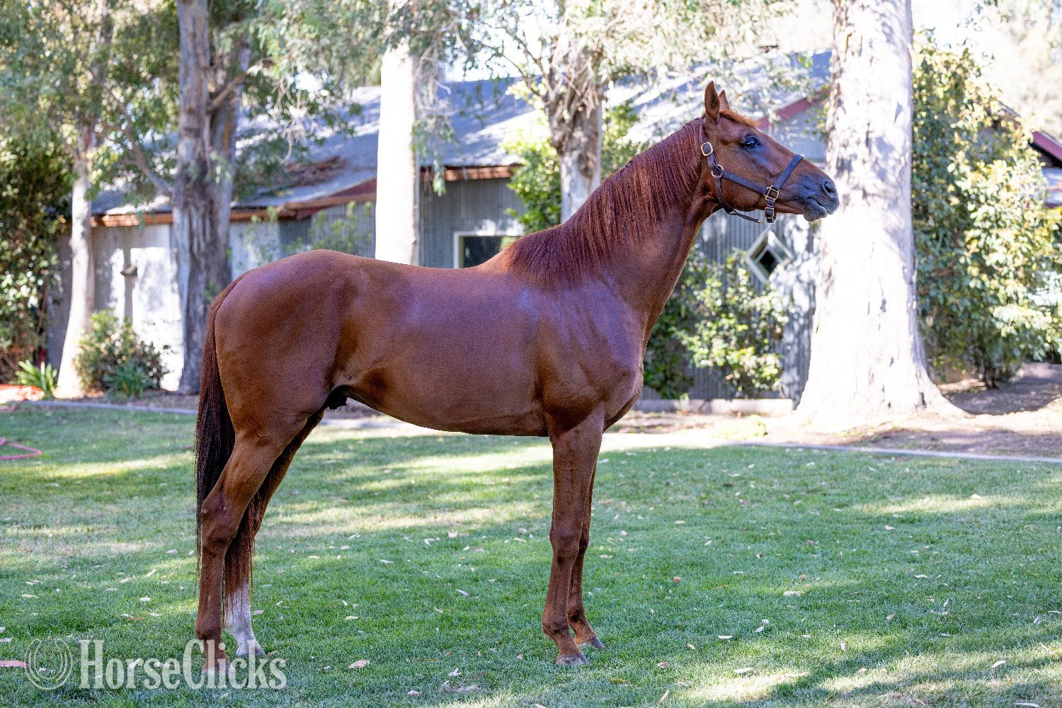 Thoroughbred - "Infinite Experience" Chestnut Stallion Thoroughbred in California