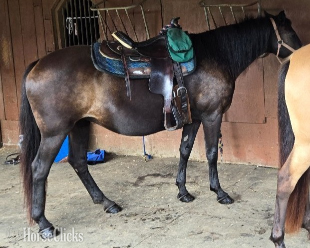 "Ace's Black Star aka Piper" Black Mare Rocky Mountain