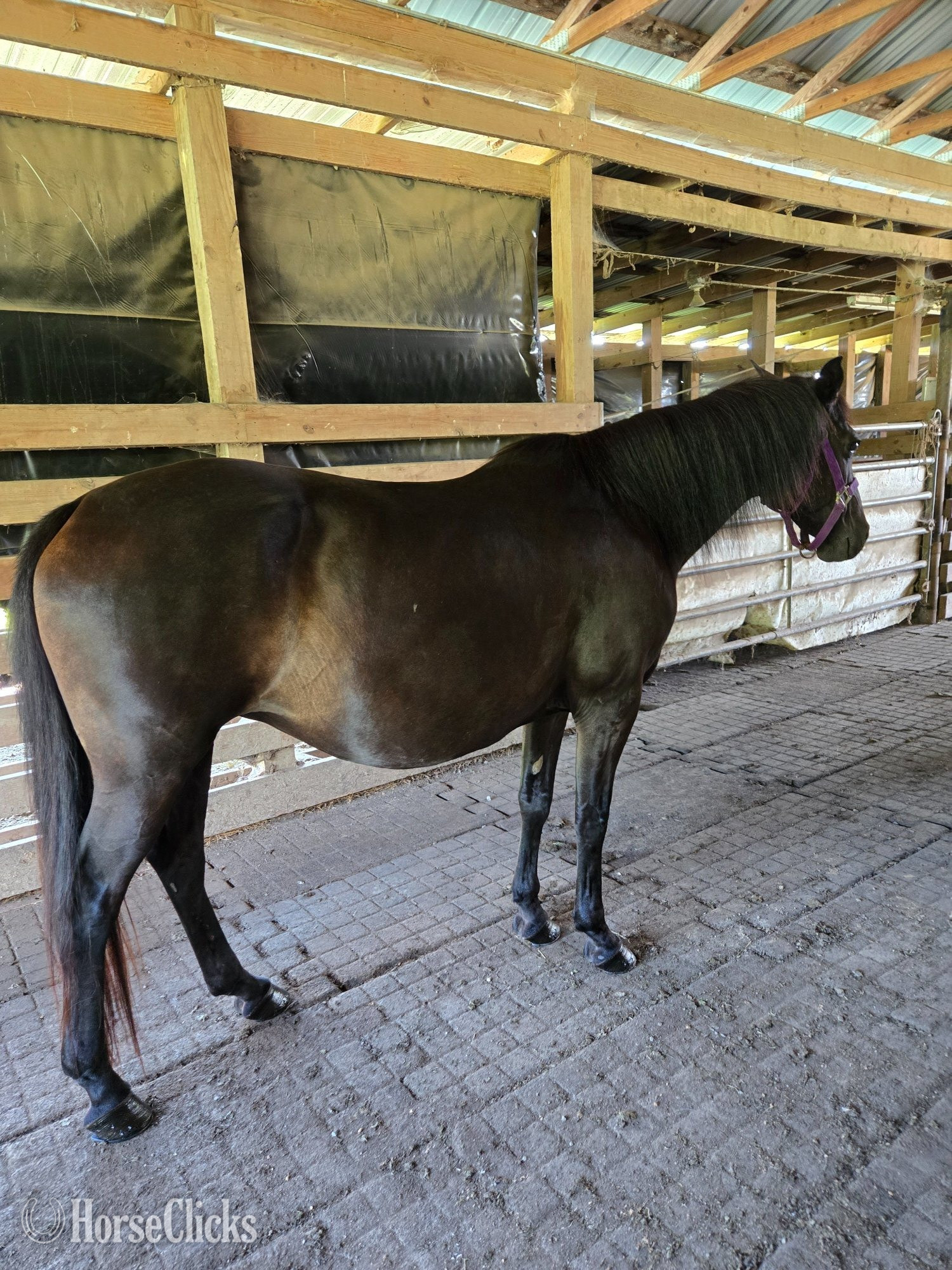 "Ace's Black Star aka Piper" Black Mare Rocky Mountain - Rocky Mountain in North Carolina