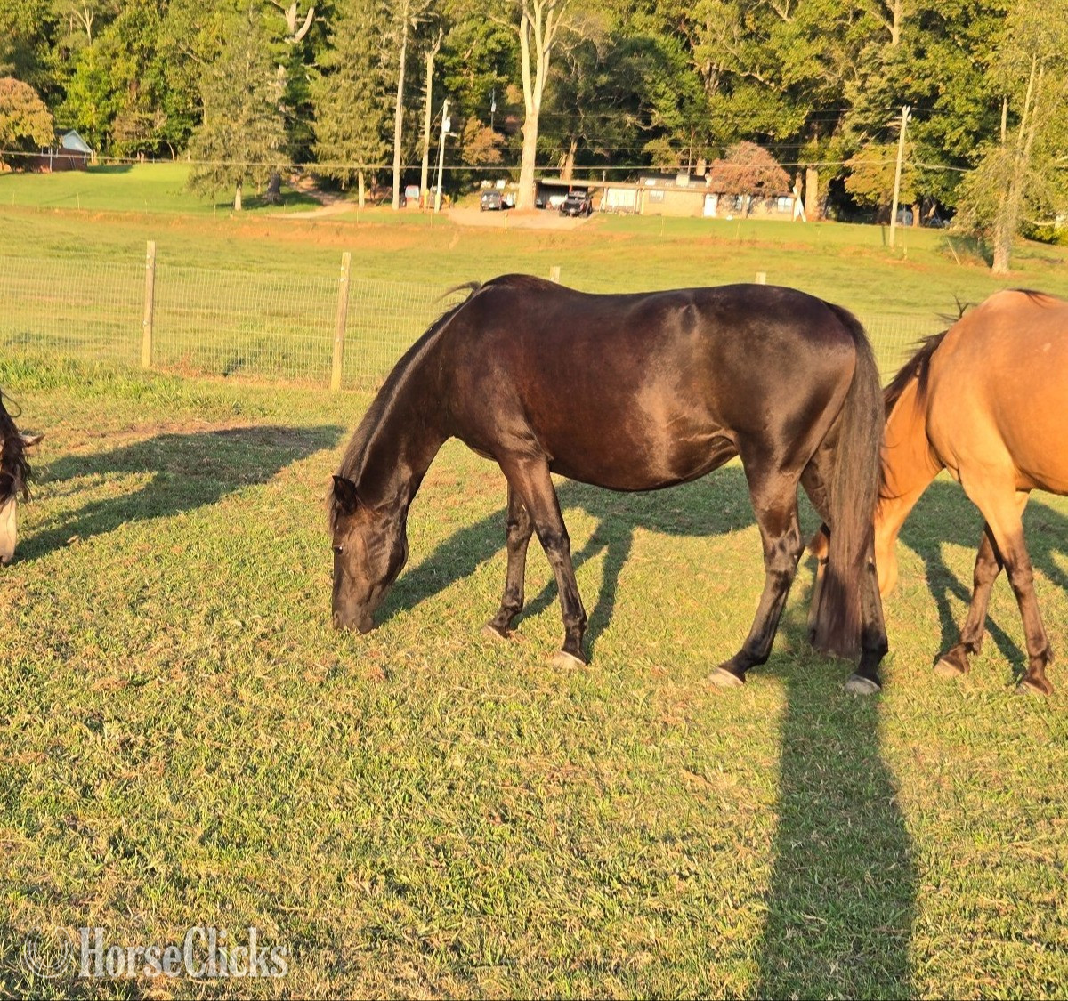 "Ace's Black Star aka Piper" Black Mare Rocky Mountain - Rocky Mountain
