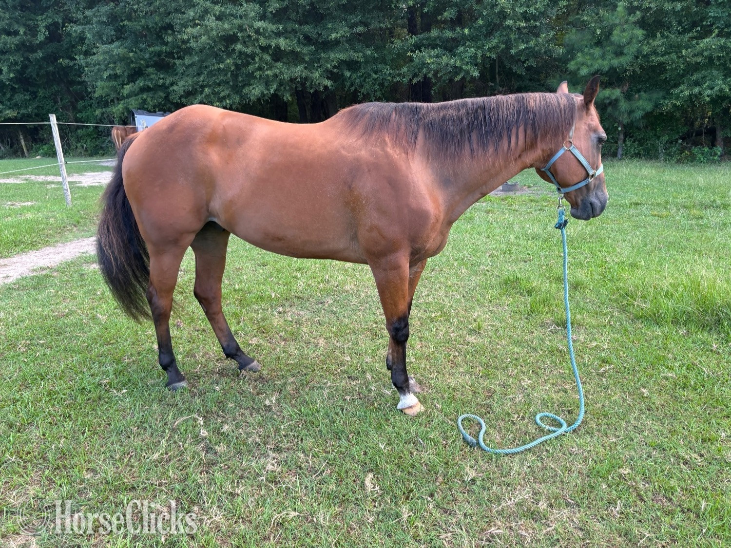 "Charlie" Bay Gelding Quarter Horse in Georgia