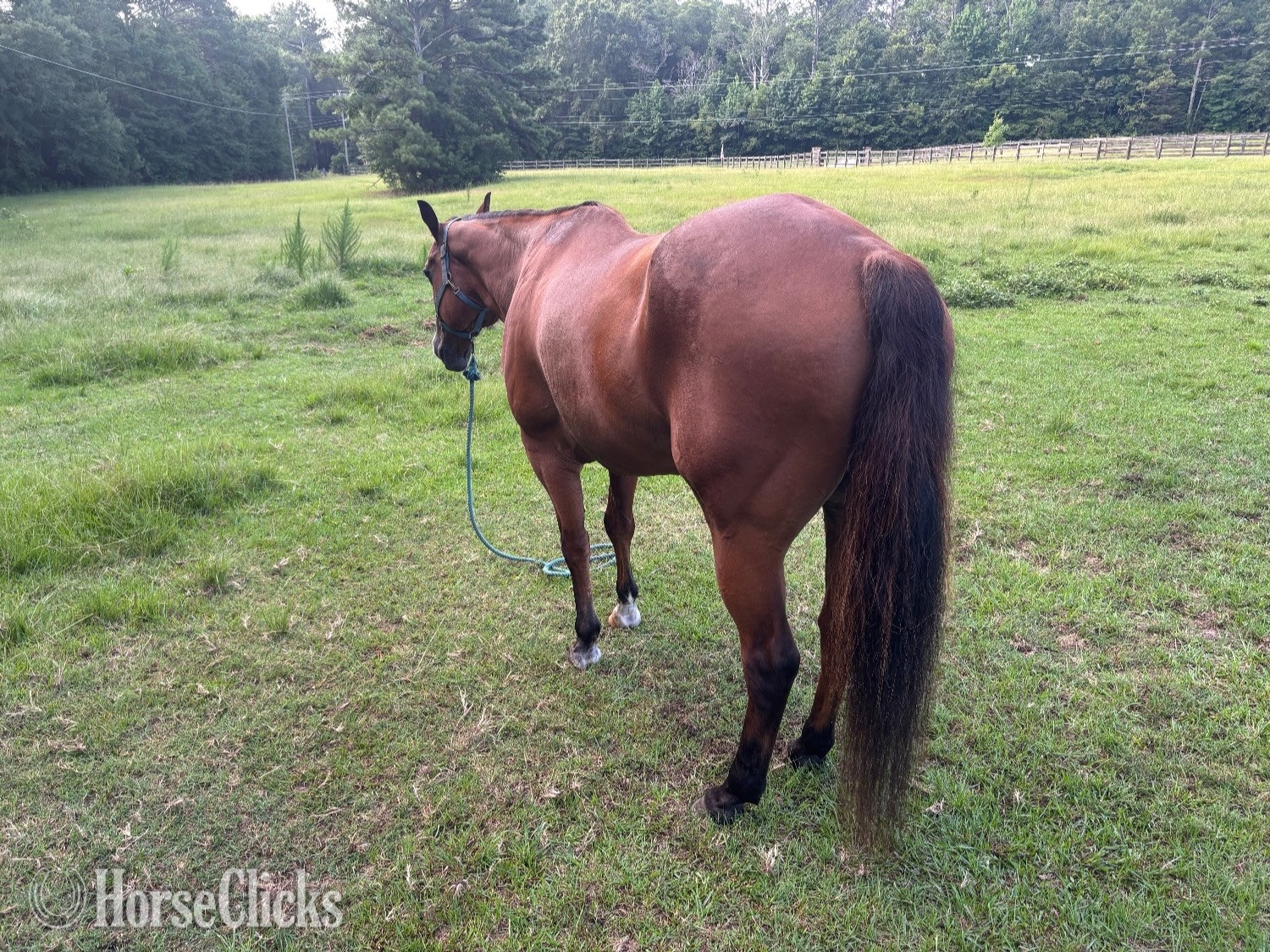 "Charlie" Bay Gelding Quarter Horse