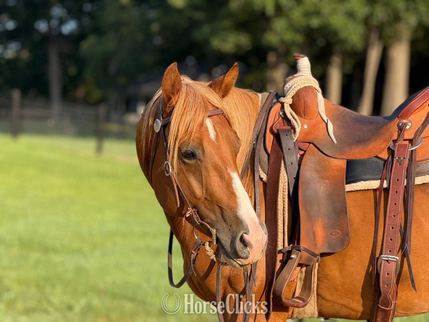 "KISS THIS BOYS (Jolene)" Chestnut Mare Quarter Horse in Virginia