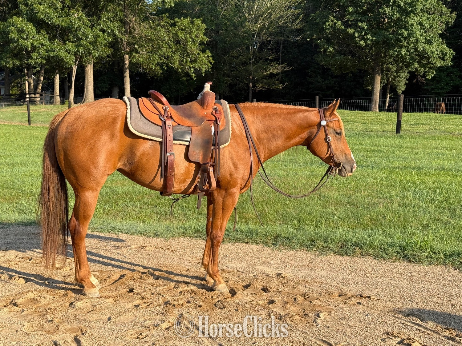 "KISS THIS BOYS (Jolene)" Chestnut Mare Quarter Horse