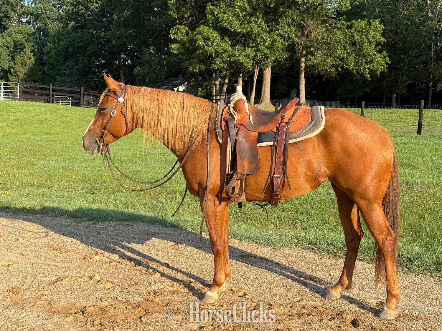 Virginia "KISS THIS BOYS (Jolene)" Chestnut Mare Quarter Horse