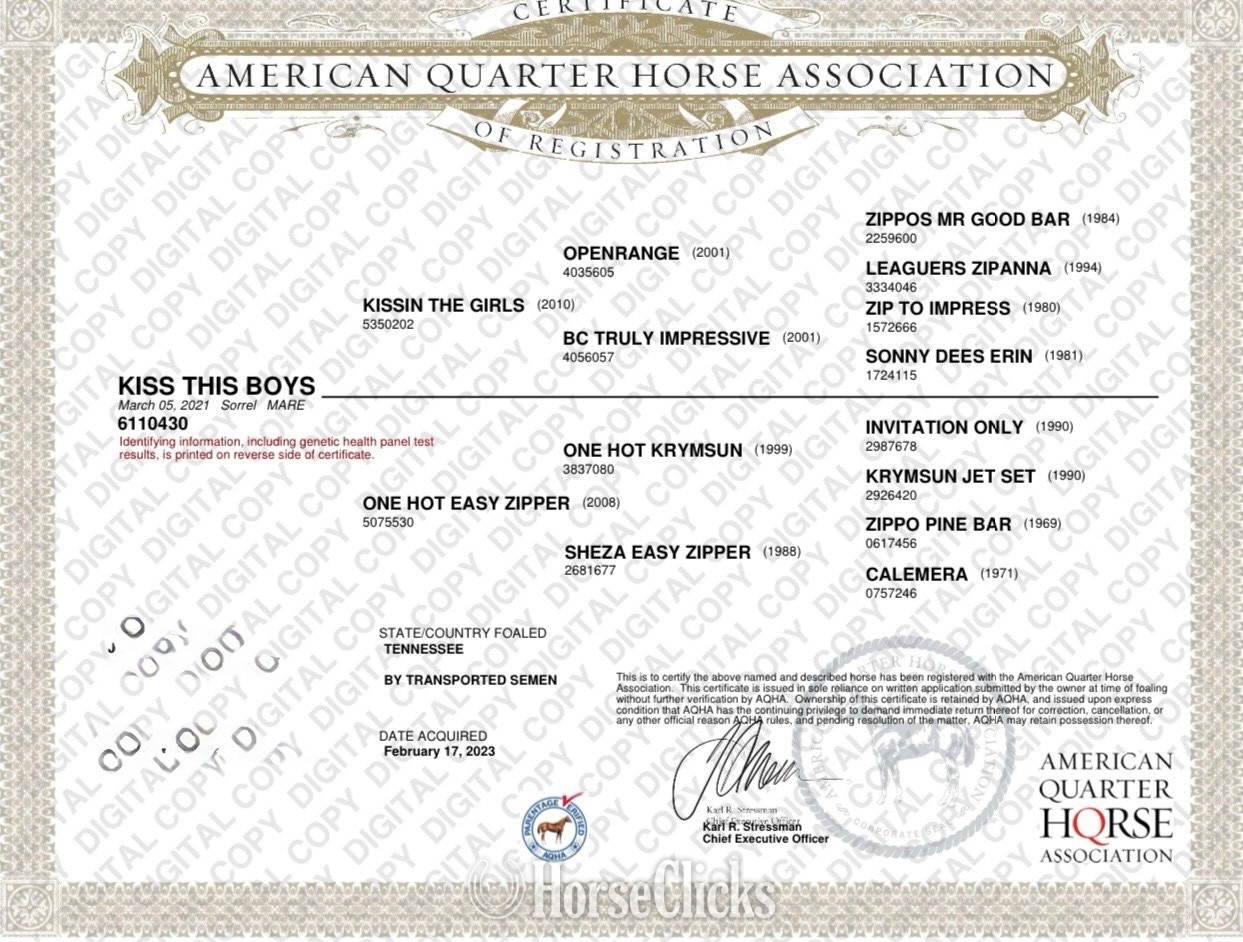 "KISS THIS BOYS (Jolene)" Chestnut Mare Quarter Horse - Quarter Horse in Virginia
