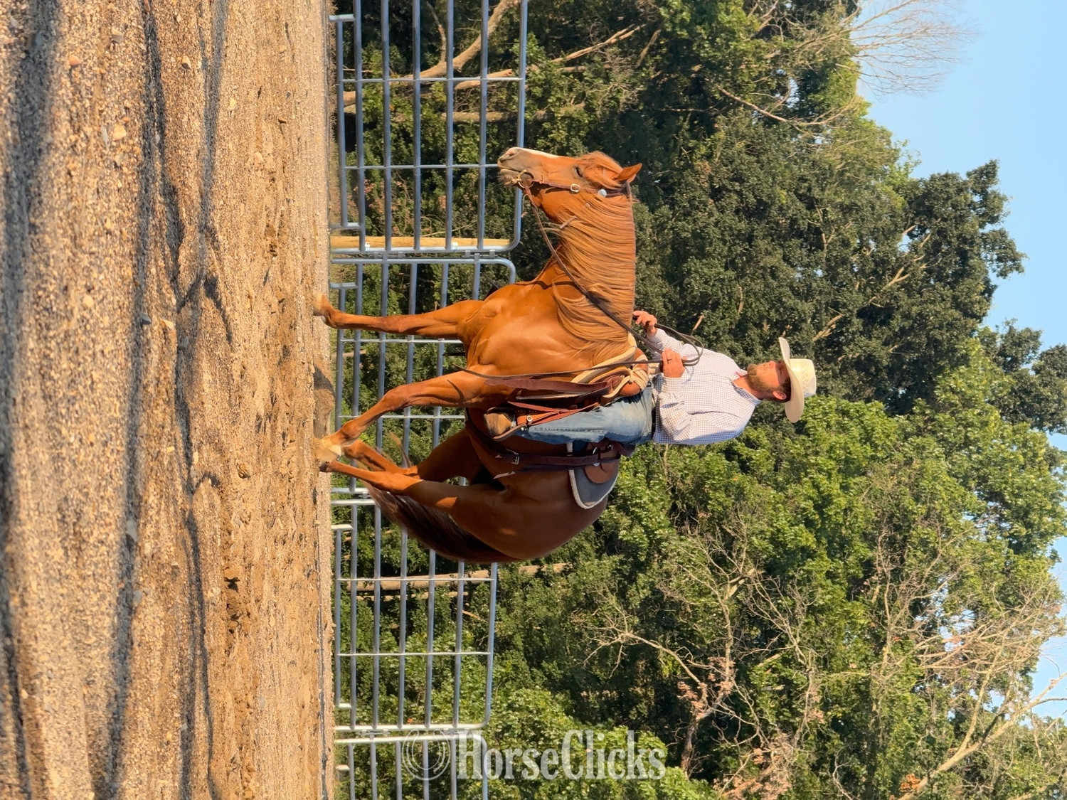 Quarter Horse - "KISS THIS BOYS (Jolene)" Chestnut Mare Quarter Horse in Virginia