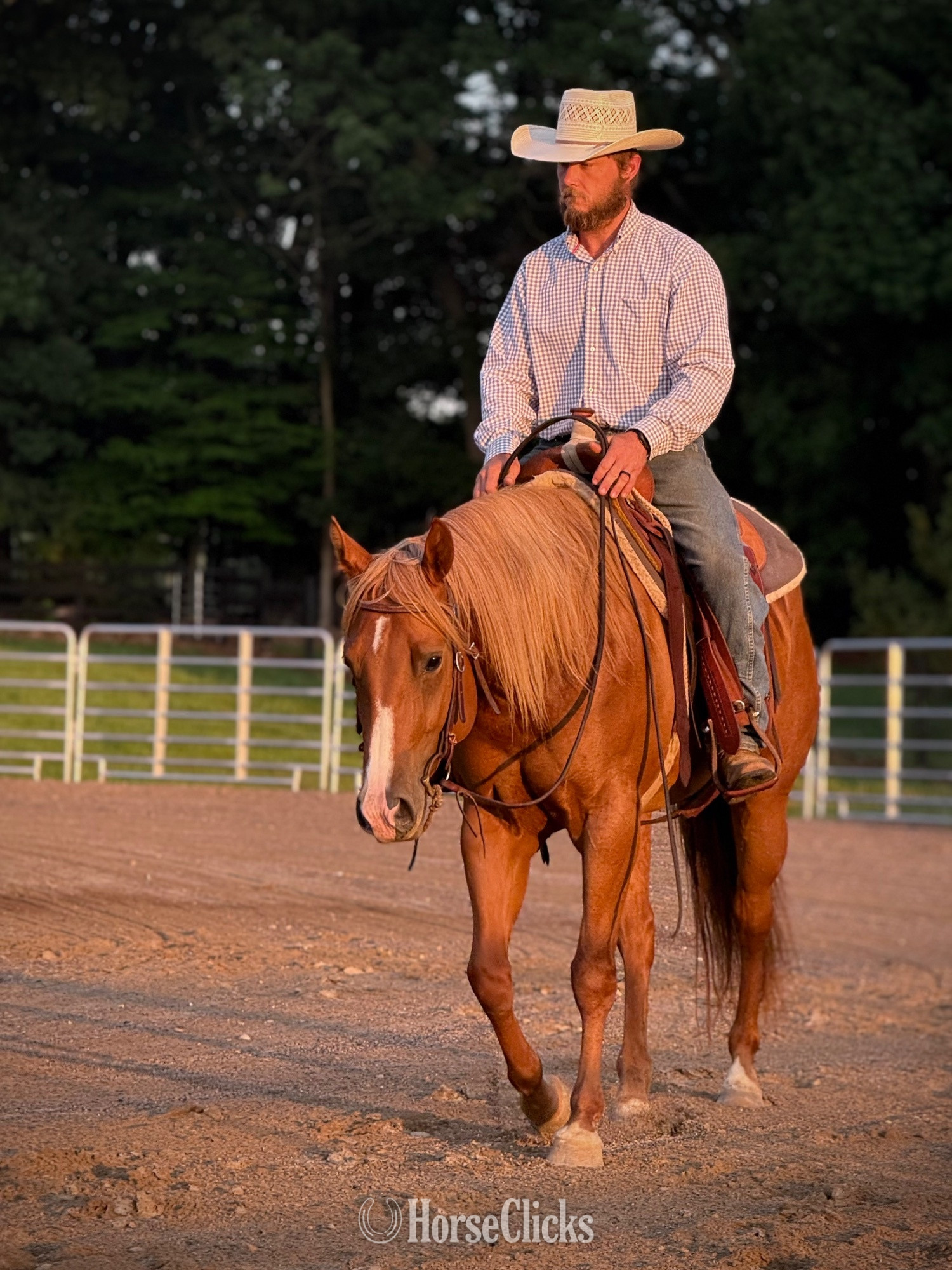 Quarter Horse - "KISS THIS BOYS (Jolene)" Chestnut Mare Quarter Horse