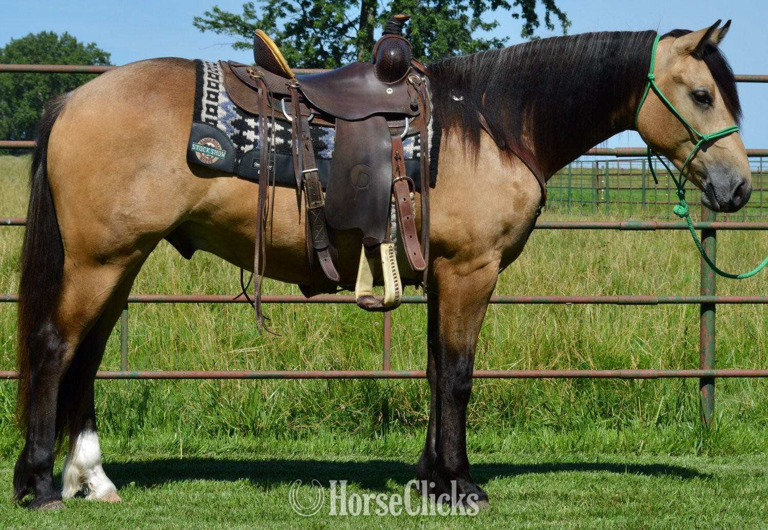 "Buck" Buckskin Gelding Gypsy Vanner