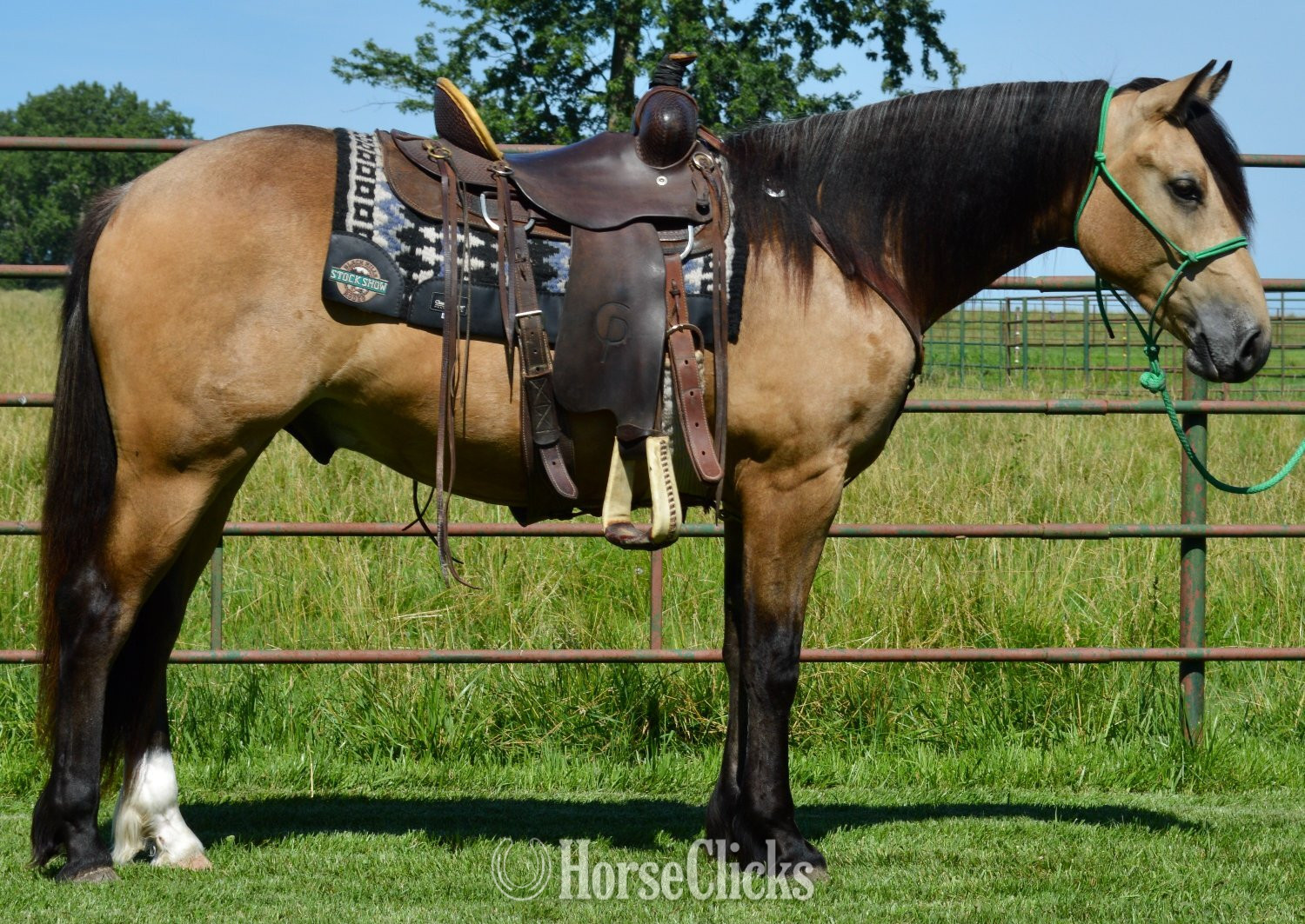 Missouri "Buck" Buckskin Gelding Gypsy Vanner