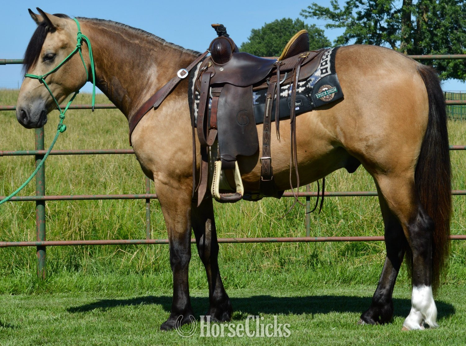 "Buck" Buckskin Gelding Gypsy Vanner - Gypsy Vanner in Missouri