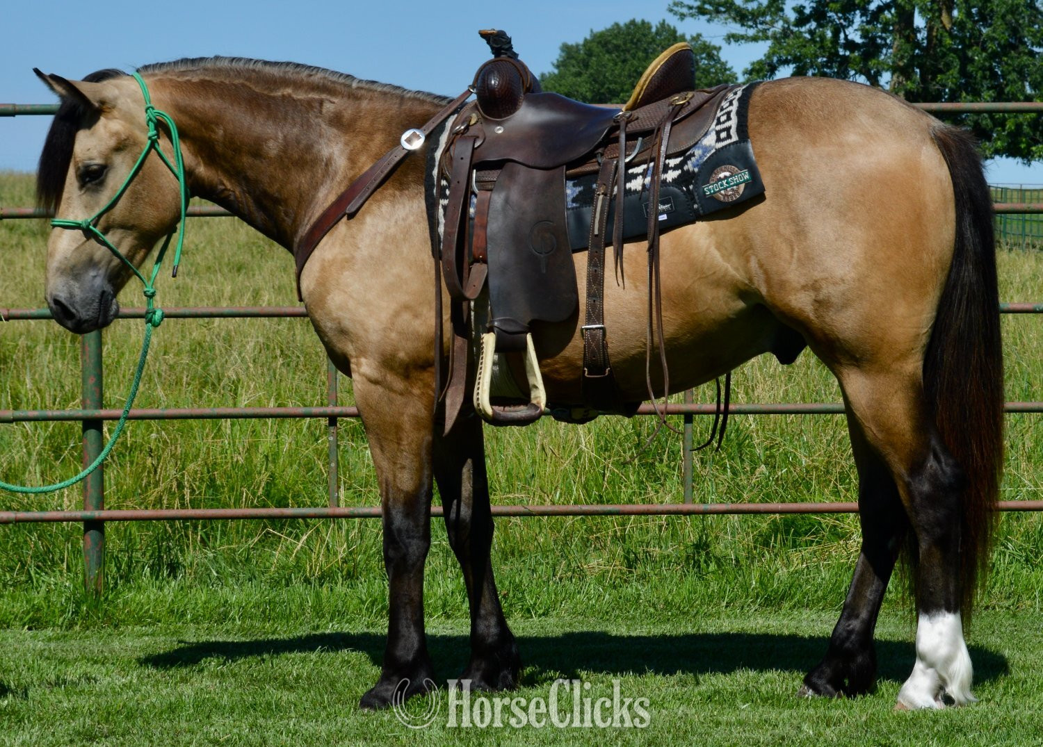 "Buck" Buckskin Gelding Gypsy Vanner - Gypsy Vanner