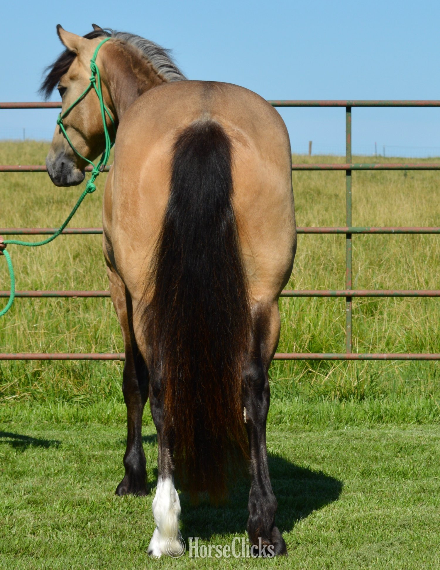 "Buck" Buckskin Gelding Gypsy Vanner Missouri
