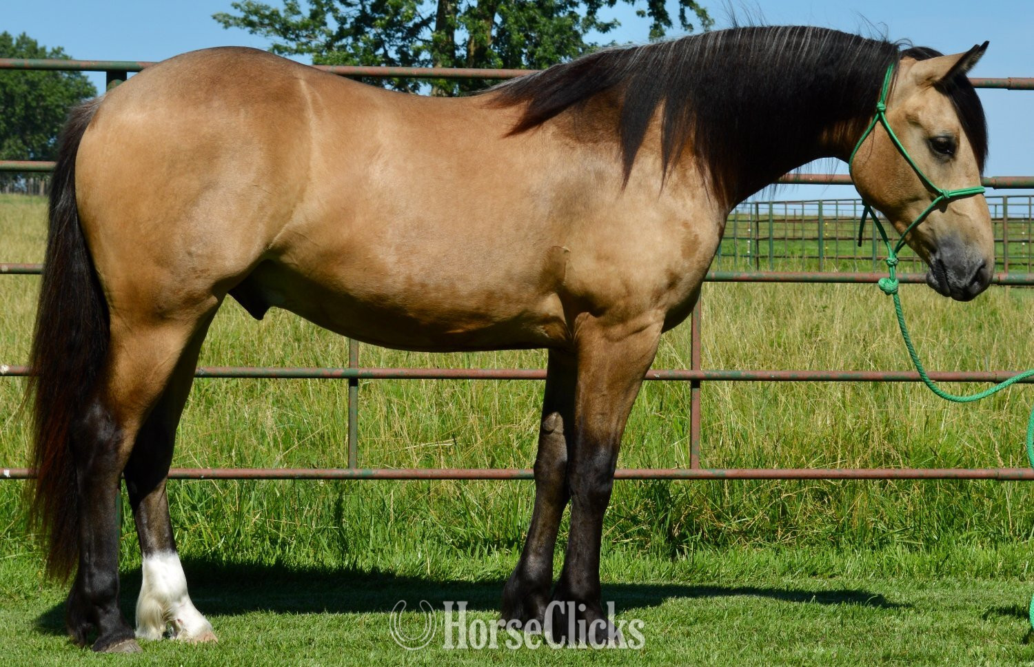 Gypsy Vanner - "Buck" Buckskin Gelding Gypsy Vanner in Missouri