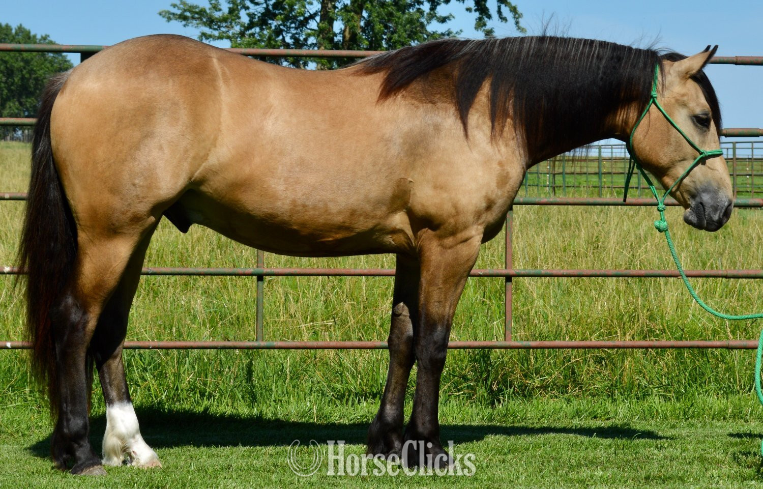 Gypsy Vanner - "Buck" Buckskin Gelding Gypsy Vanner