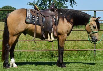"Buck" Buckskin Gelding Gypsy Vanner