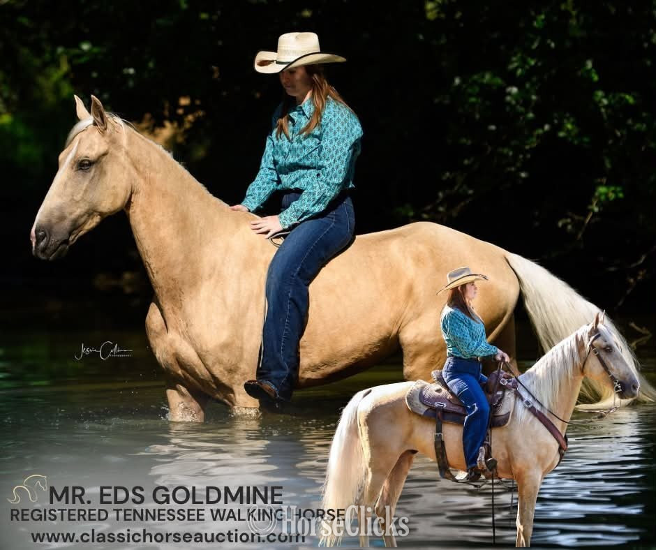 "MR. EDS GOLDMINE" Palomino Gelding Tennessee Walker in Kentucky