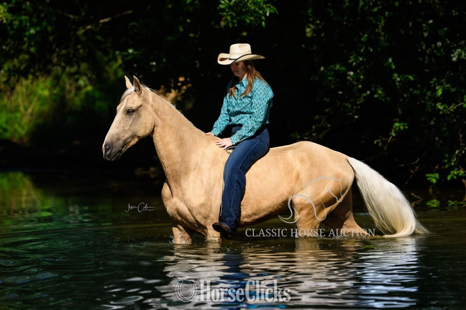 Kentucky "MR. EDS GOLDMINE" Palomino Gelding Tennessee Walker