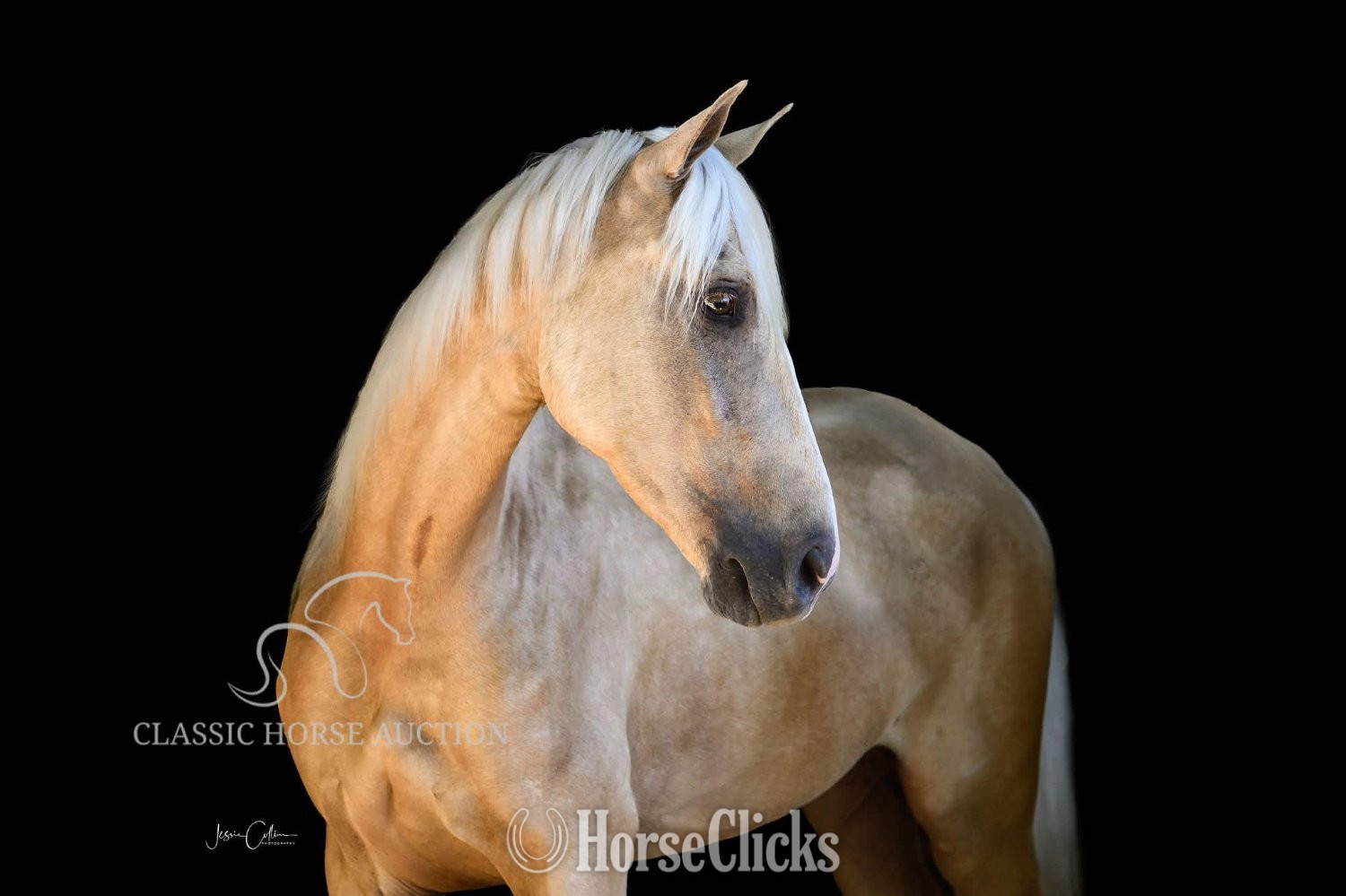 "MR. EDS GOLDMINE" Palomino Gelding Tennessee Walker - Tennessee Walker in Kentucky