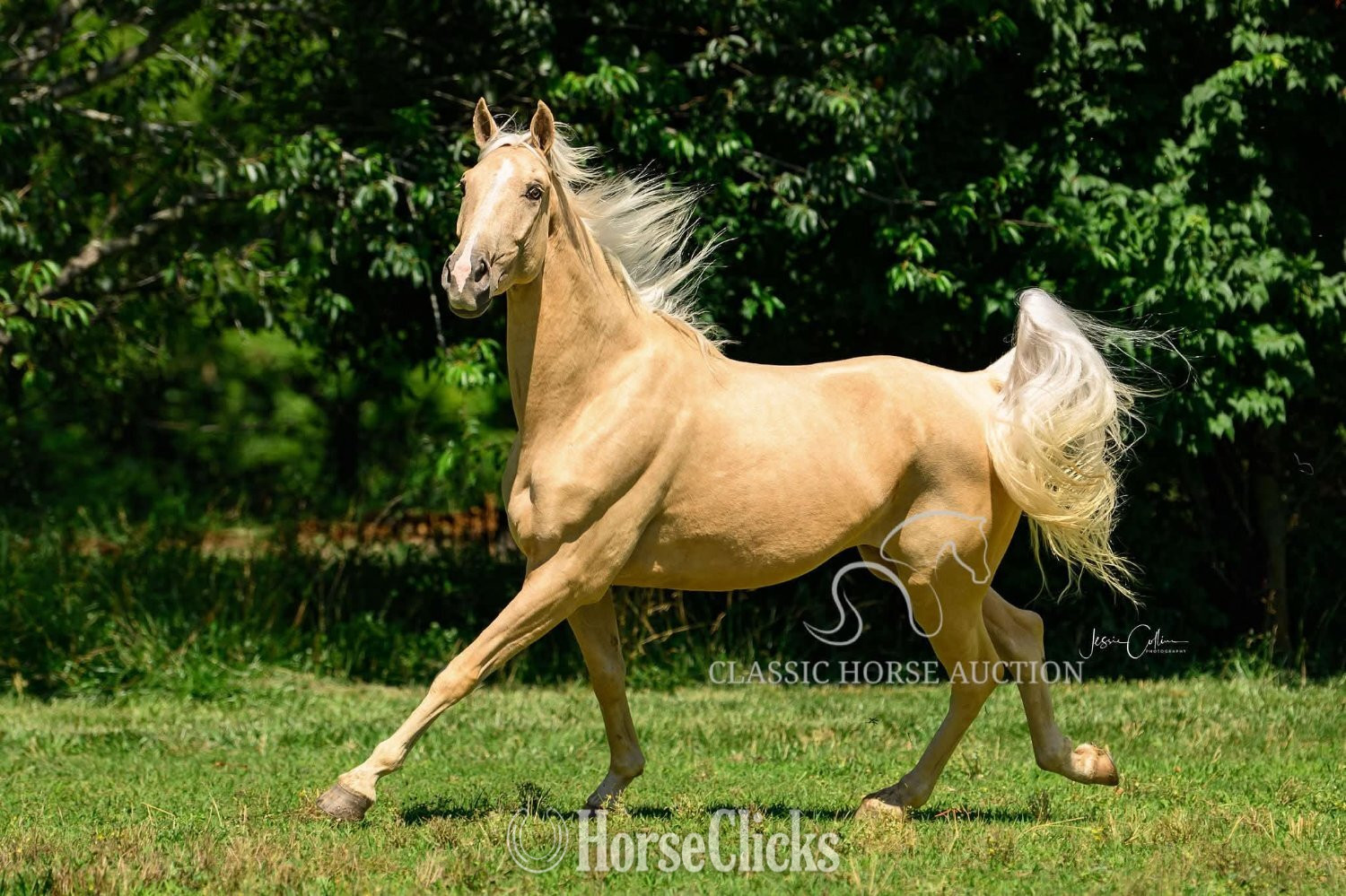 "MR. EDS GOLDMINE" Palomino Gelding Tennessee Walker - Tennessee Walker