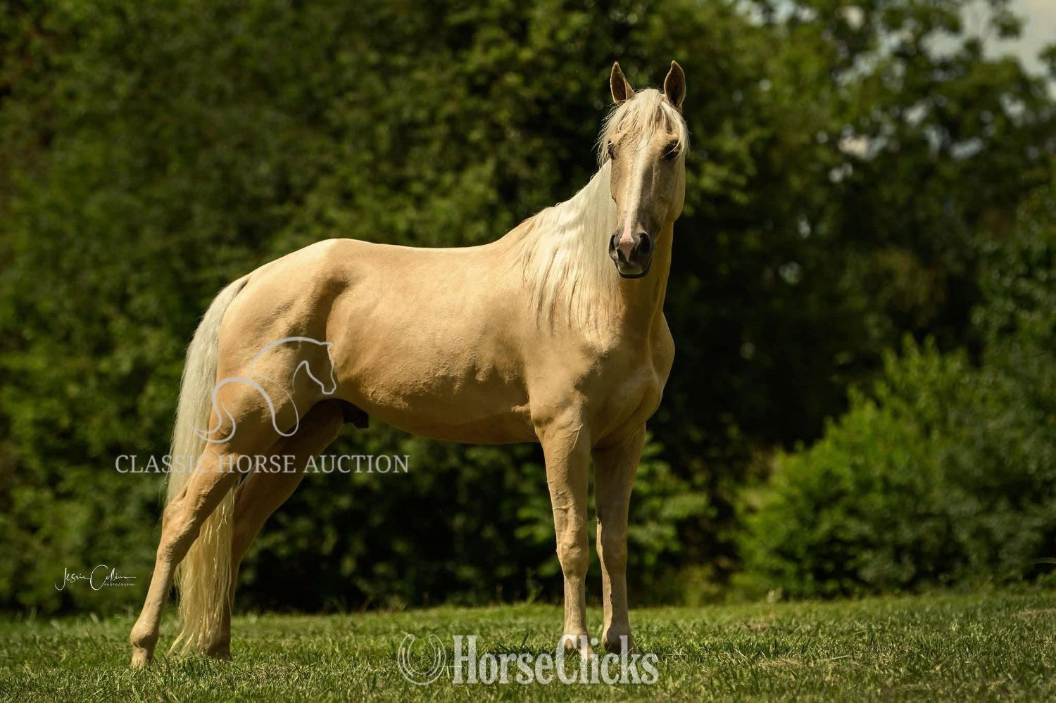"MR. EDS GOLDMINE" Palomino Gelding Tennessee Walker Kentucky