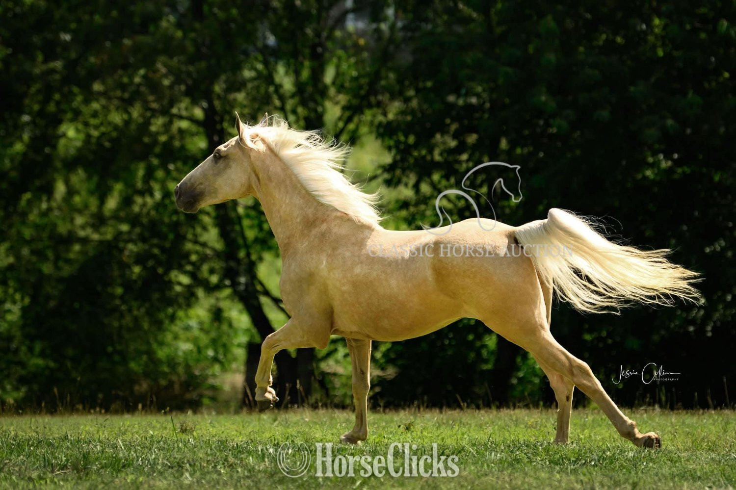 Tennessee Walker - "MR. EDS GOLDMINE" Palomino Gelding Tennessee Walker in Kentucky