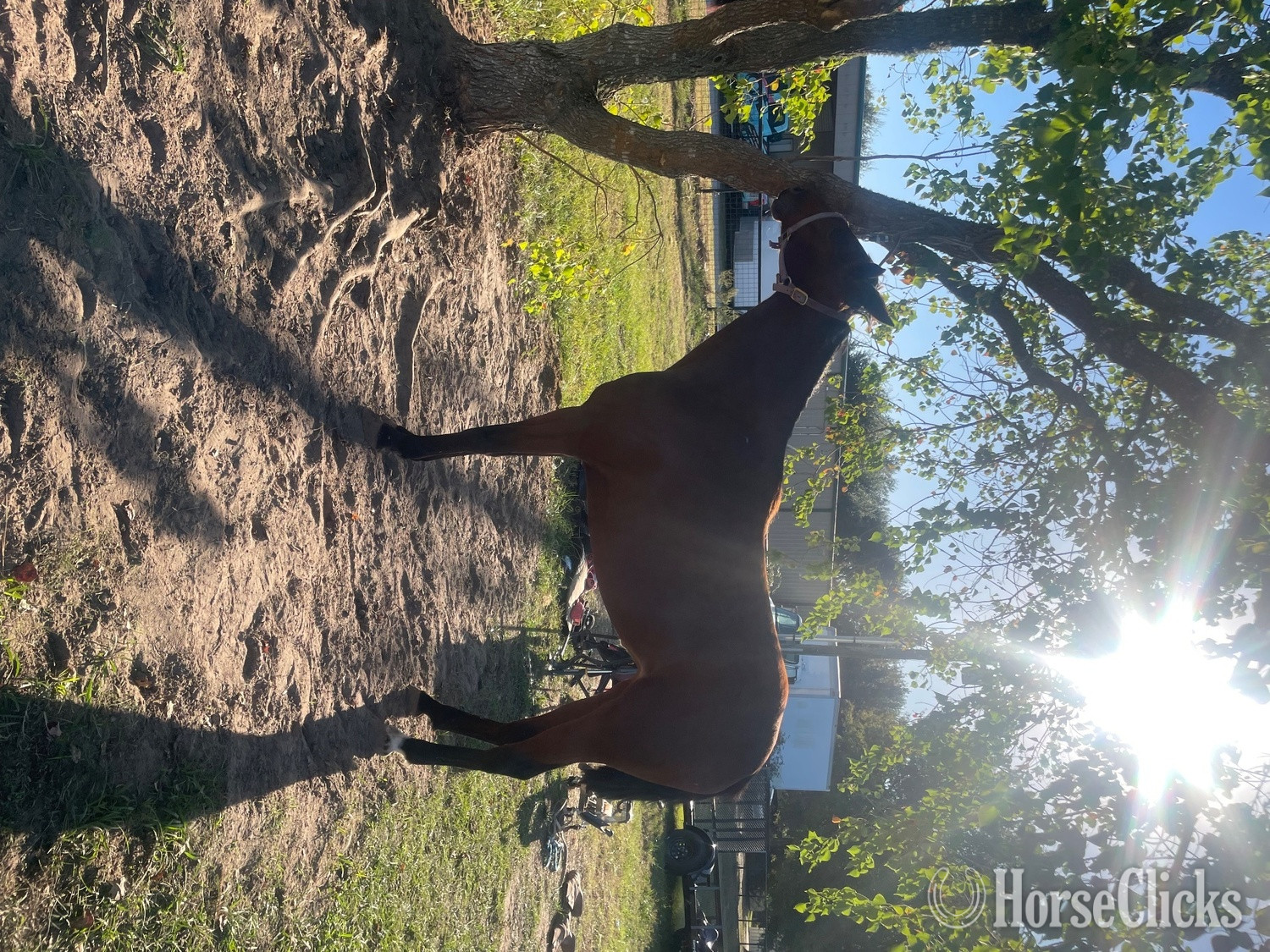 "Xena" Bay Mare Standardbred in Texas