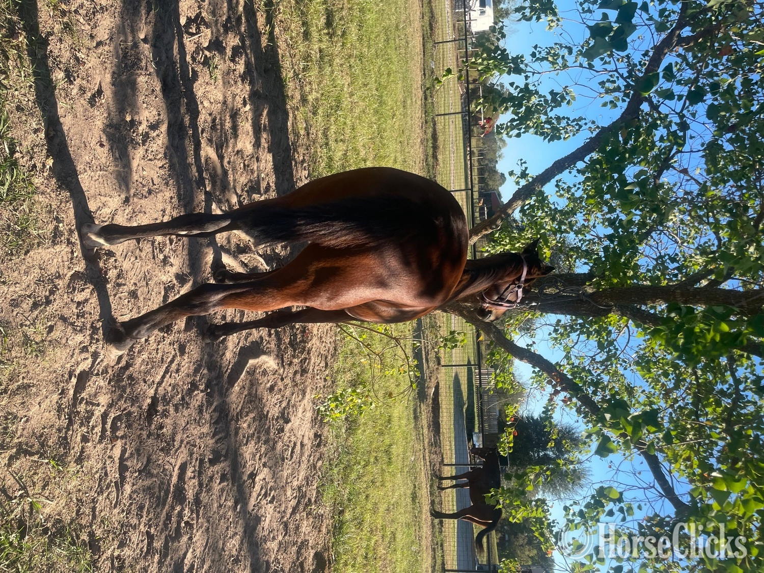 "Xena" Bay Mare Standardbred
