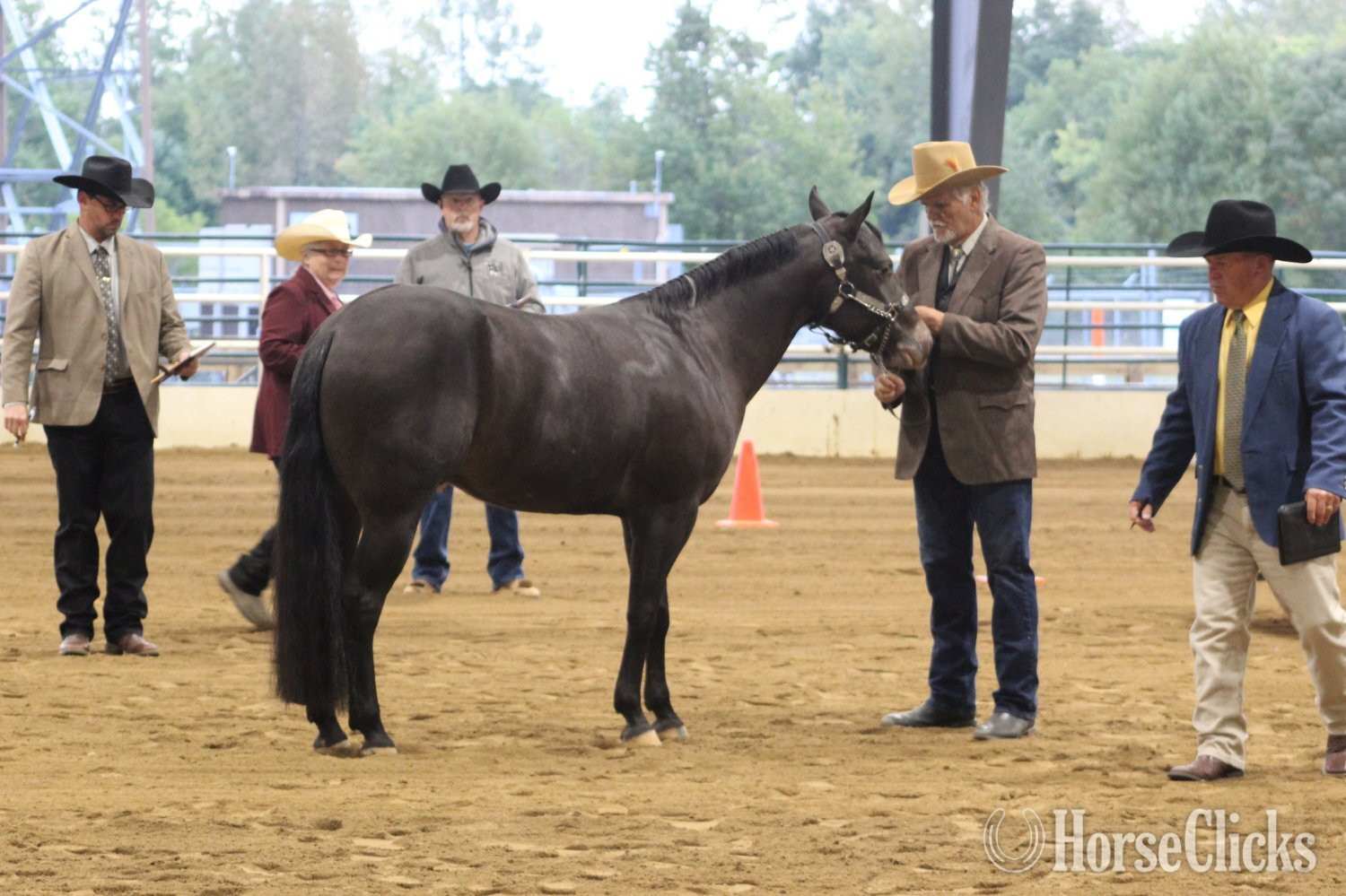 "WIND'S INKHEART" Black Gelding POA in British Columbia