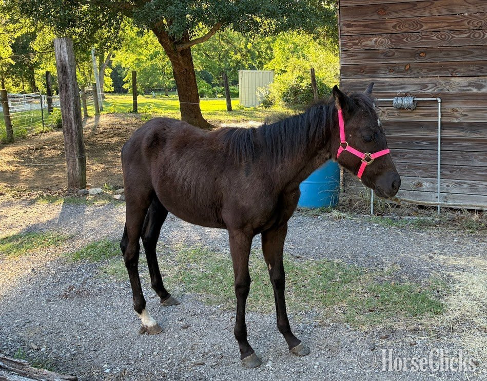 "DQ Dixie Jos Hancock" Brown Filly Quarter Horse in South Carolina