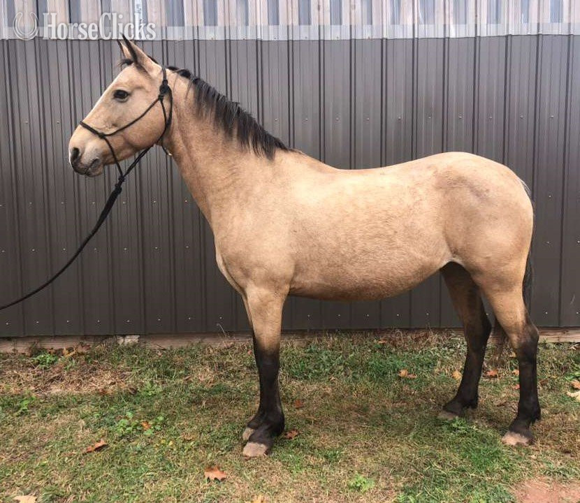 "Queenie" Buckskin Mare Spanish Mustang in Wisconsin