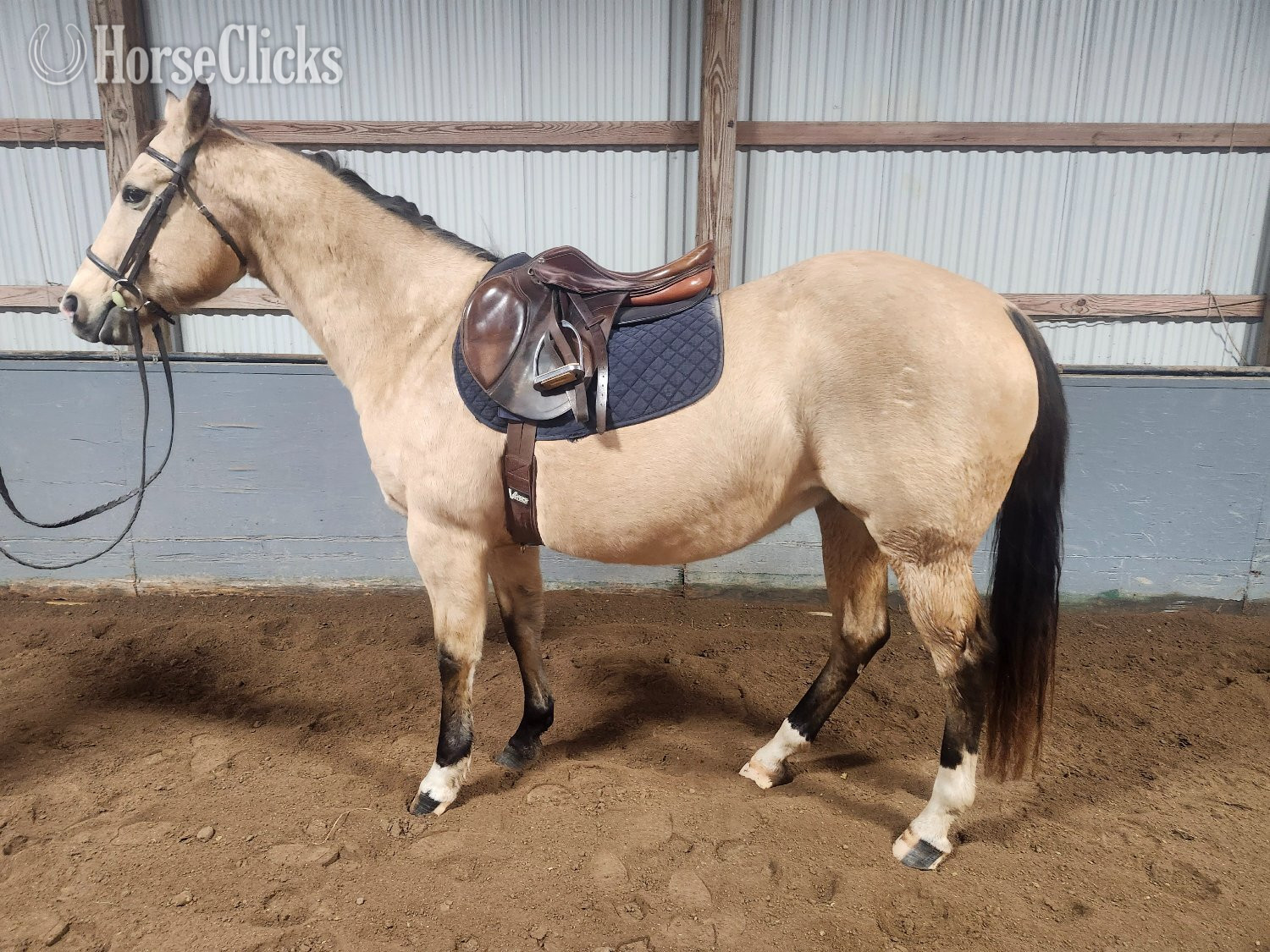 "Carmen" Buckskin Mare Quarter Horse in New York