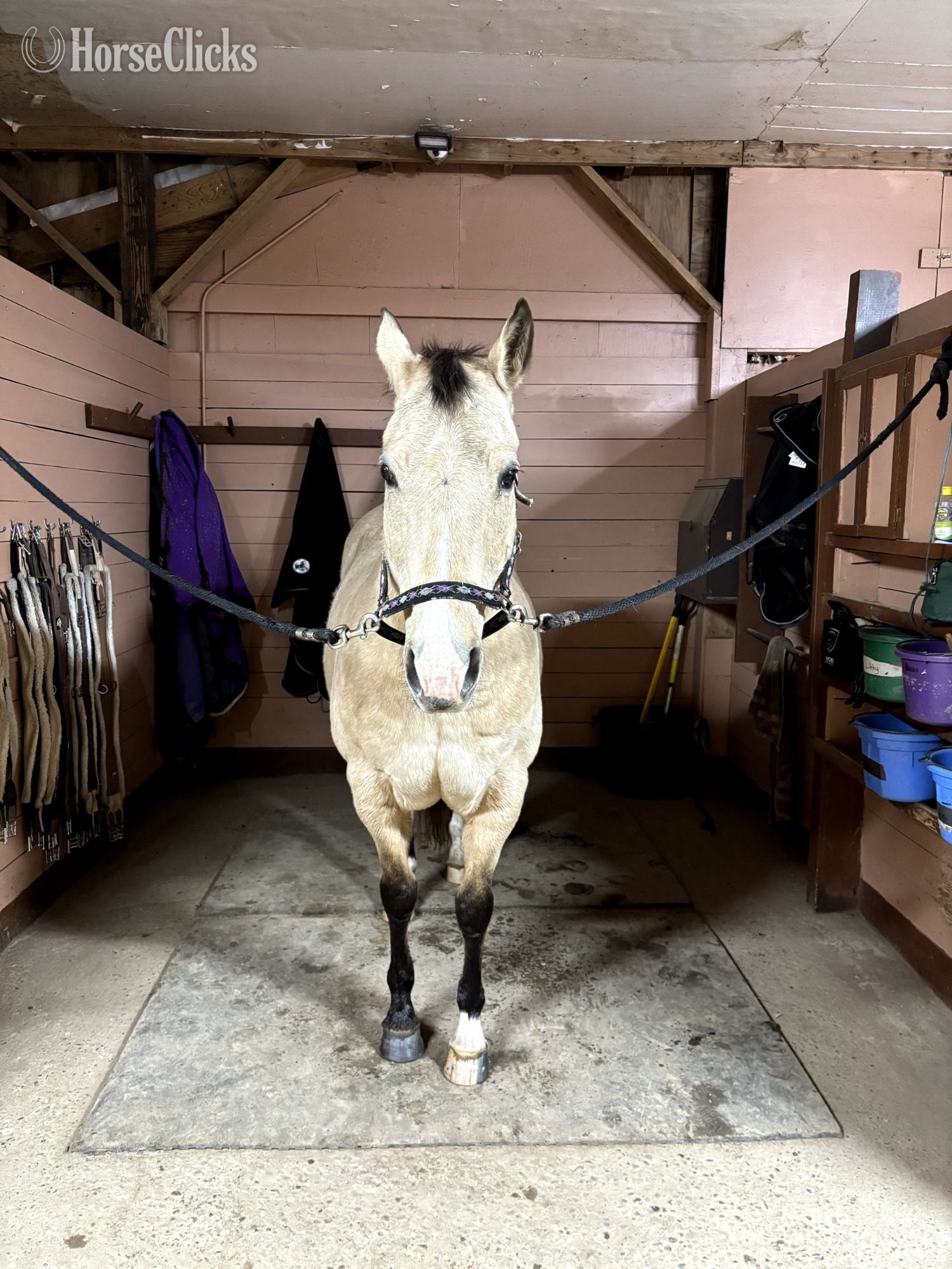 New York "Carmen" Buckskin Mare Quarter Horse