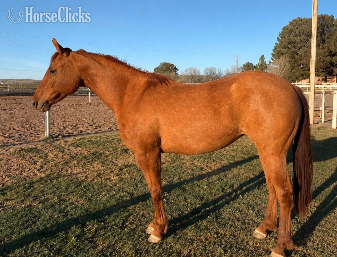 "LQH Shiny Rey Breezy" Red Dun Mare Quarter Horse in New Mexico