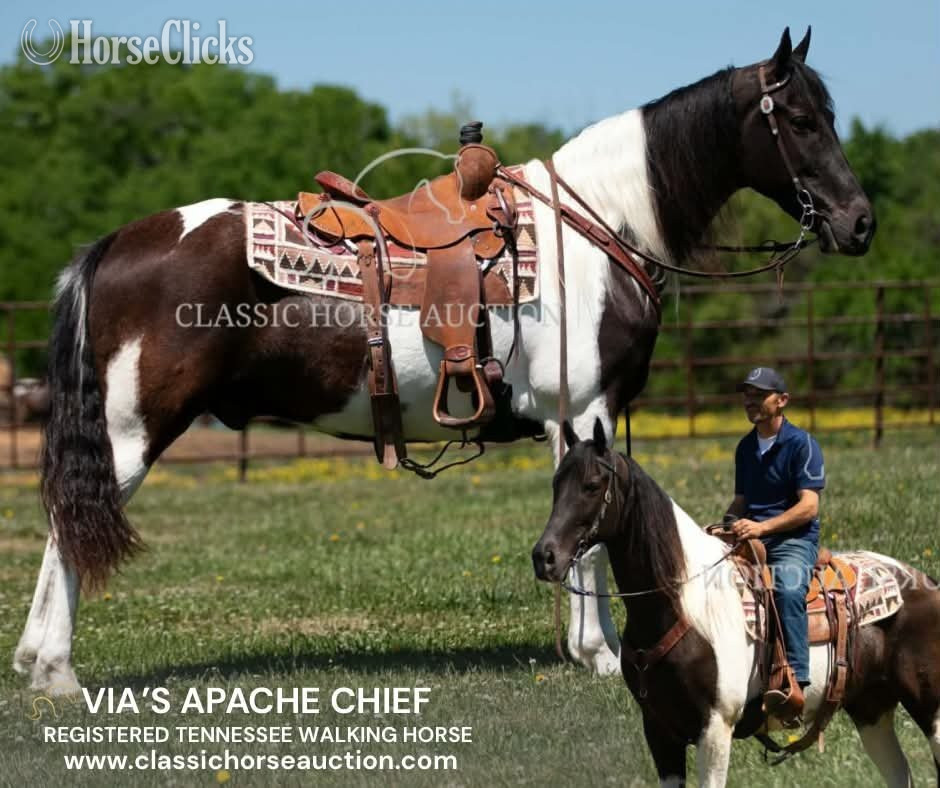 "VIA'S APACHE CHIEF" Tabiano Gelding Tennessee Walker in Tennessee