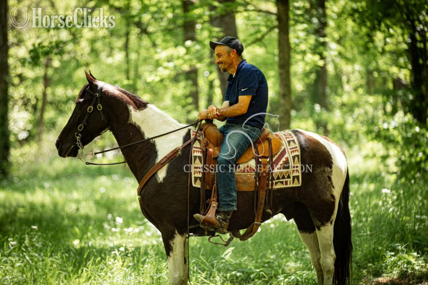 "VIA'S APACHE CHIEF" Tabiano Gelding Tennessee Walker