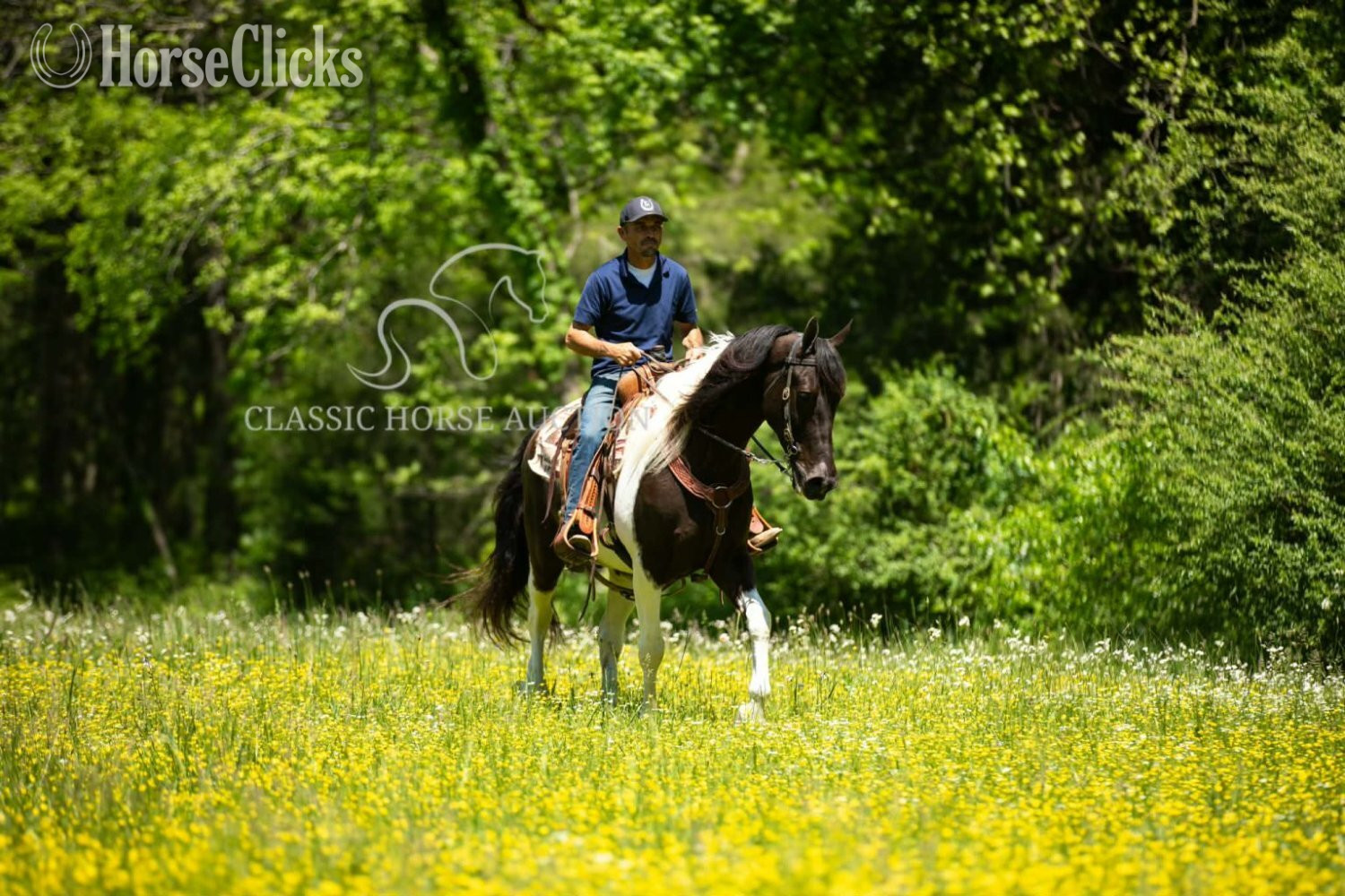 "VIA'S APACHE CHIEF" Tabiano Gelding Tennessee Walker - Tennessee Walker