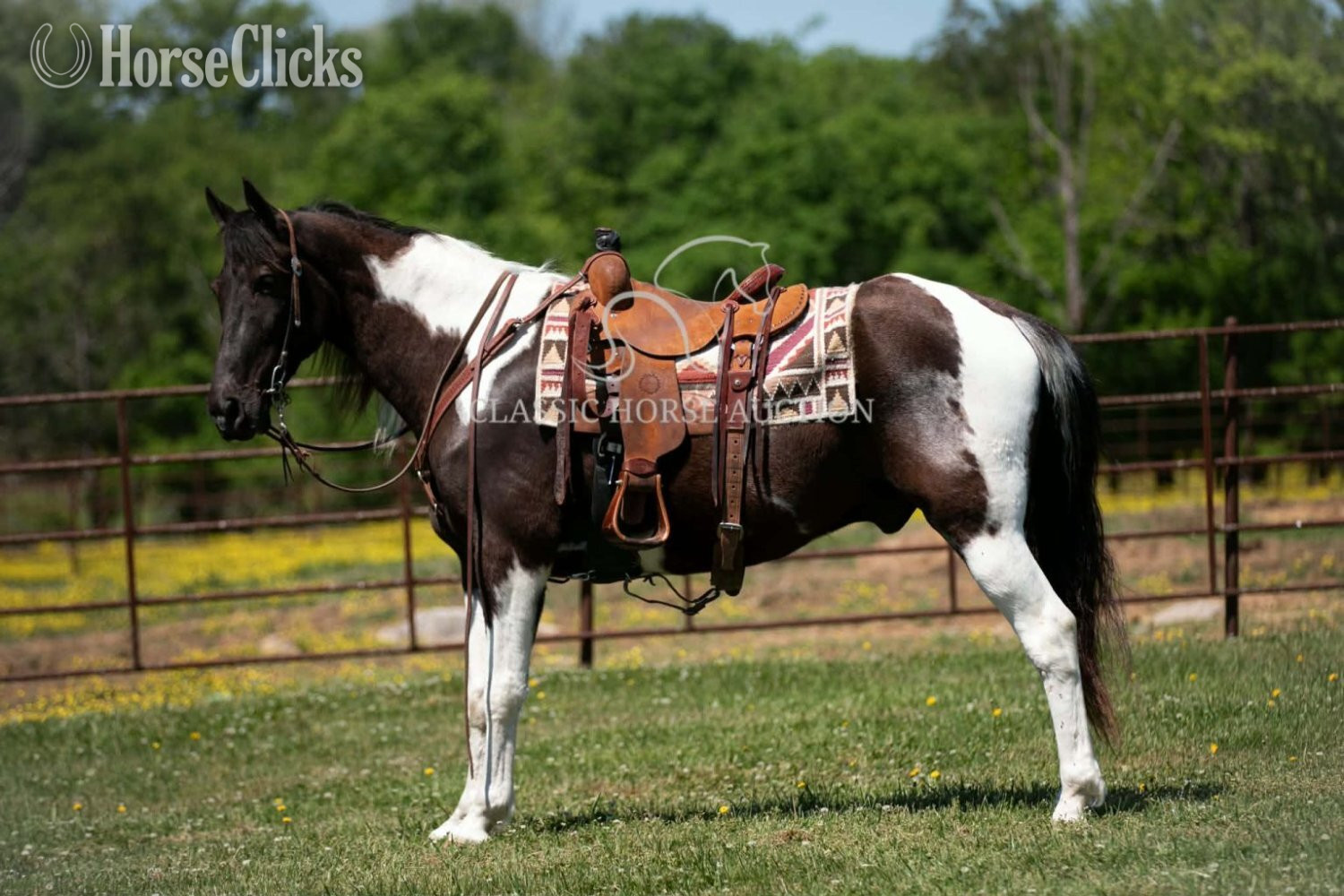 "VIA'S APACHE CHIEF" Tabiano Gelding Tennessee Walker Tennessee