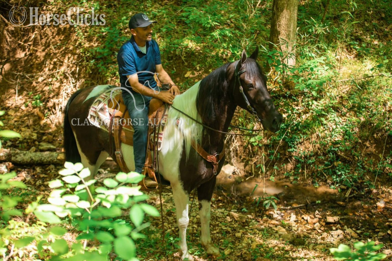 Tennessee Walker - "VIA'S APACHE CHIEF" Tabiano Gelding Tennessee Walker