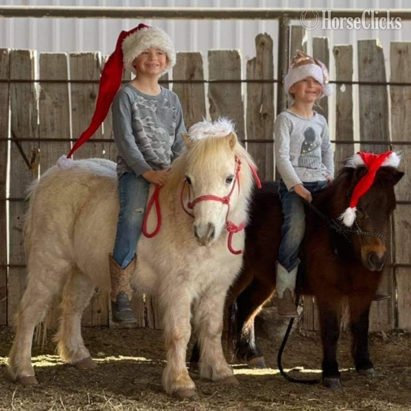 "Marshmallow" White Gelding Pony in Texas