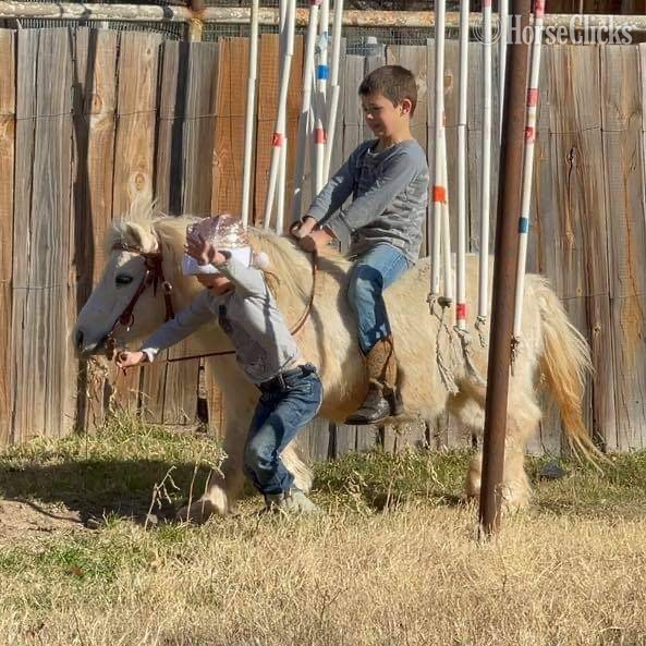 "Marshmallow" White Gelding Pony