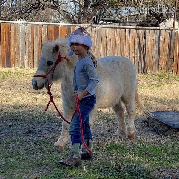 Texas "Marshmallow" White Gelding Pony