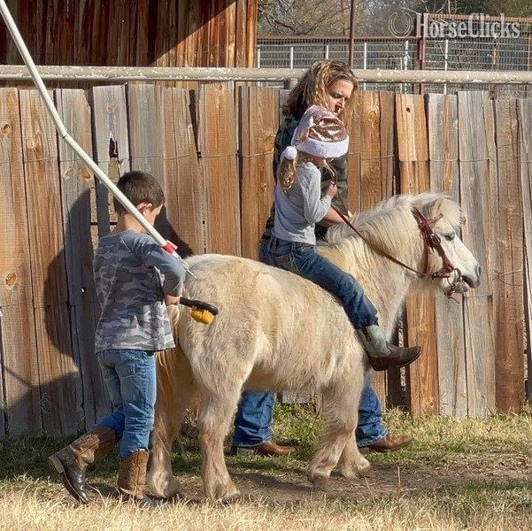 "Marshmallow" White Gelding Pony - Pony in Texas