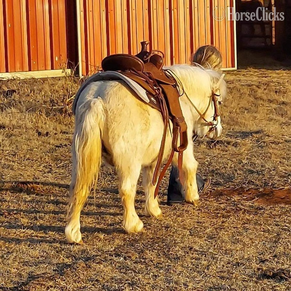 "Marshmallow" White Gelding Pony - Pony