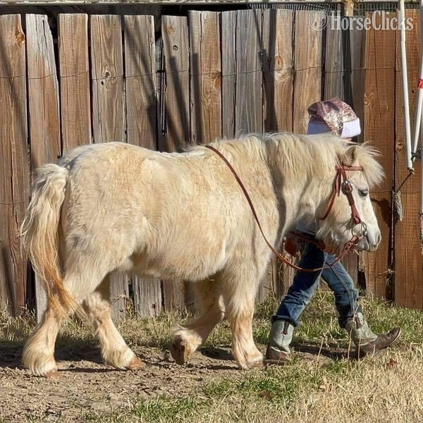 "Marshmallow" White Gelding Pony Texas