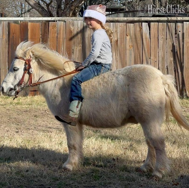 Pony - "Marshmallow" White Gelding Pony in Texas