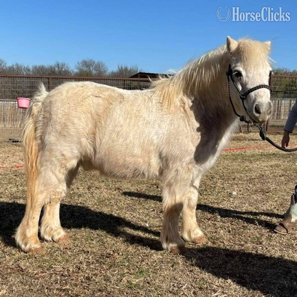 Pony - "Marshmallow" White Gelding Pony